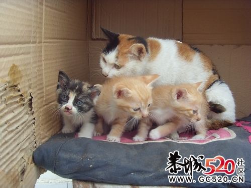 猫咪求领养...有图有真相..901 / 作者:九曲猫咪 / 帖子ID:4546