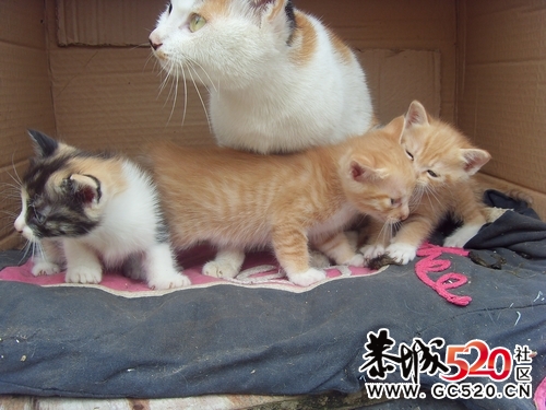 猫咪求领养...有图有真相..54 / 作者:九曲猫咪 / 帖子ID:4546