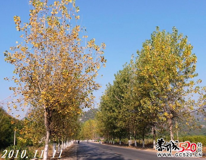 初冬时节，又想起这曾经的黄树林。7 / 作者:平安大叔 / 帖子ID:4698