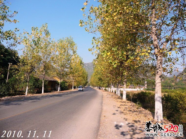 初冬时节，又想起这曾经的黄树林。139 / 作者:平安大叔 / 帖子ID:4698