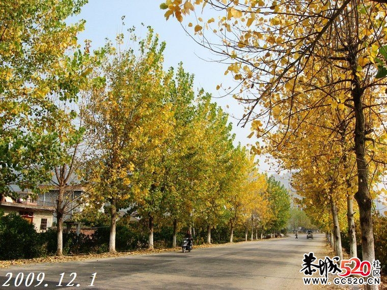 初冬时节，又想起这曾经的黄树林。920 / 作者:平安大叔 / 帖子ID:4698