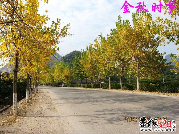 初冬时节，又想起这曾经的黄树林。215 / 作者:平安大叔 / 帖子ID:4698
