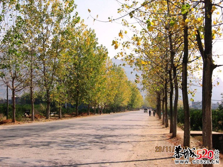 初冬时节，又想起这曾经的黄树林。614 / 作者:平安大叔 / 帖子ID:4698