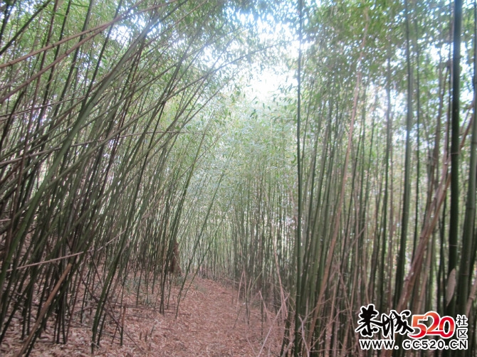 茶江户外登峰银殿之巅部分PP561 / 作者:福民侠 / 帖子ID:4964