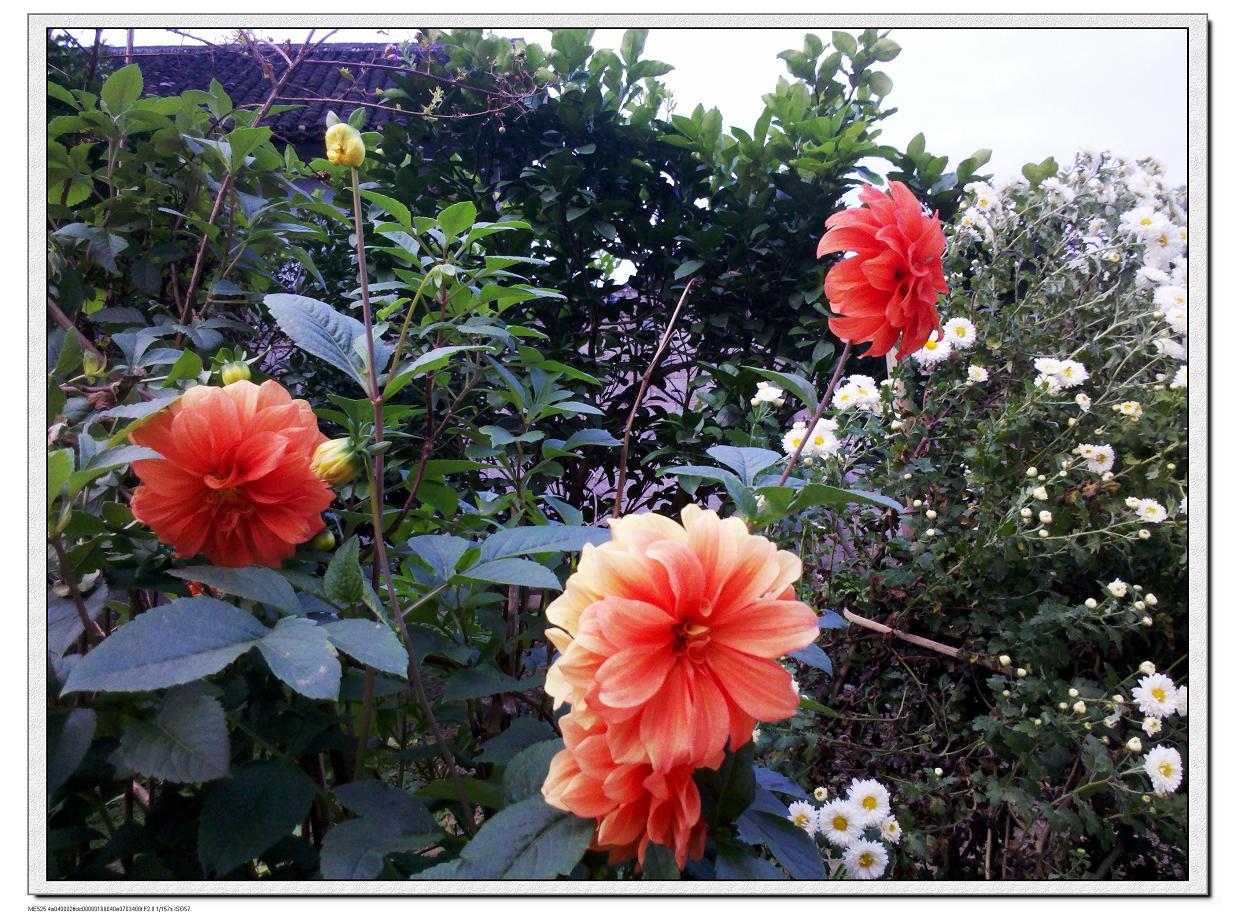 硕药花247 / 作者:千里之外 / 帖子ID:5046