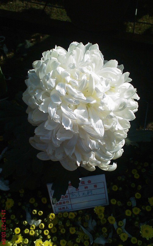 菊花408 / 作者:缯矝擁銪 / 帖子ID:5320
