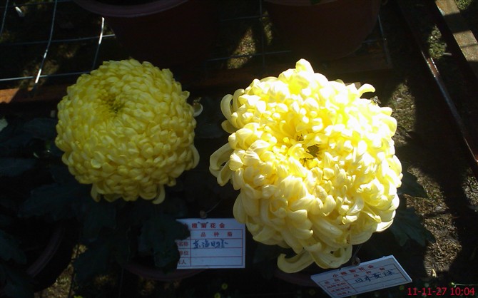 菊花135 / 作者:缯矝擁銪 / 帖子ID:5320