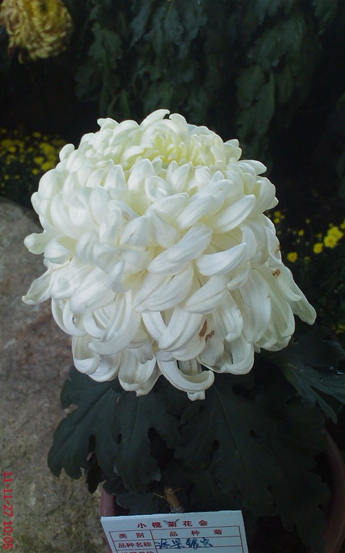 菊花329 / 作者:缯矝擁銪 / 帖子ID:5320