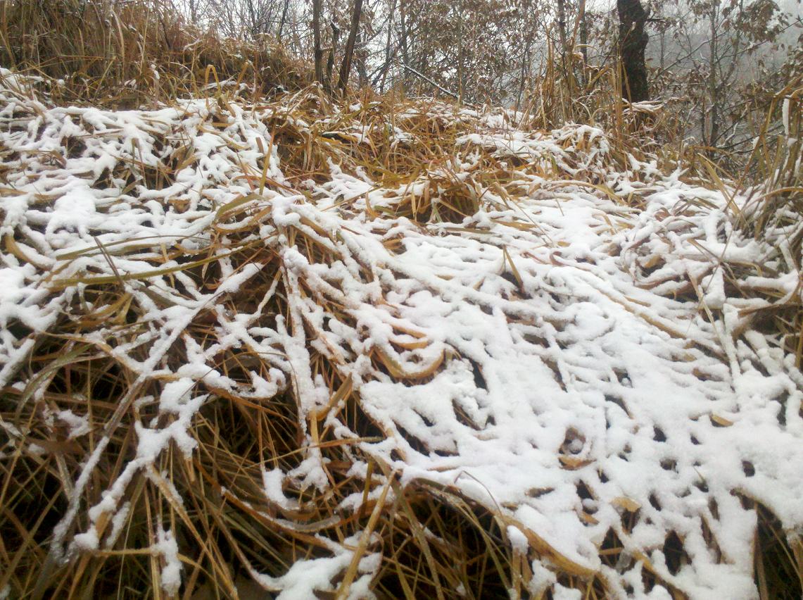 下雪啦227 / 作者:千里之外 / 帖子ID:5324