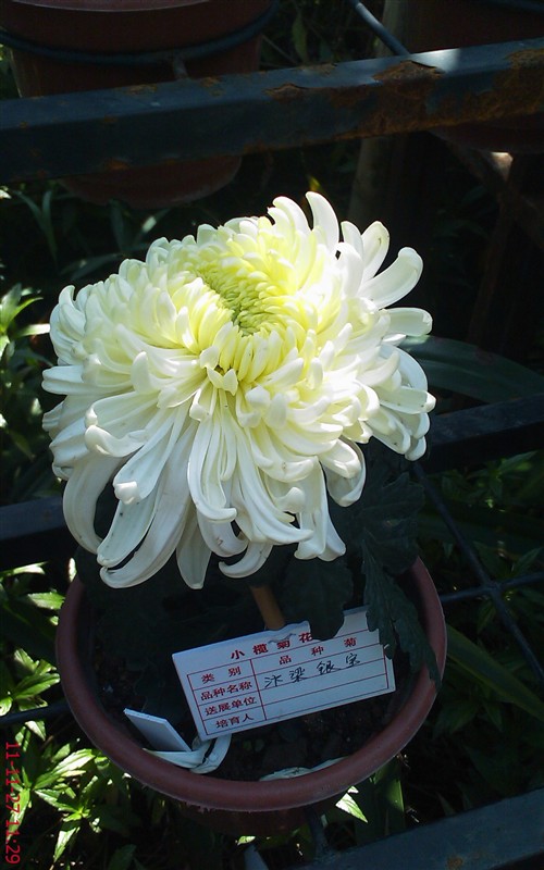 菊花739 / 作者:缯矝擁銪 / 帖子ID:5320