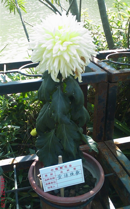 菊花895 / 作者:缯矝擁銪 / 帖子ID:5320