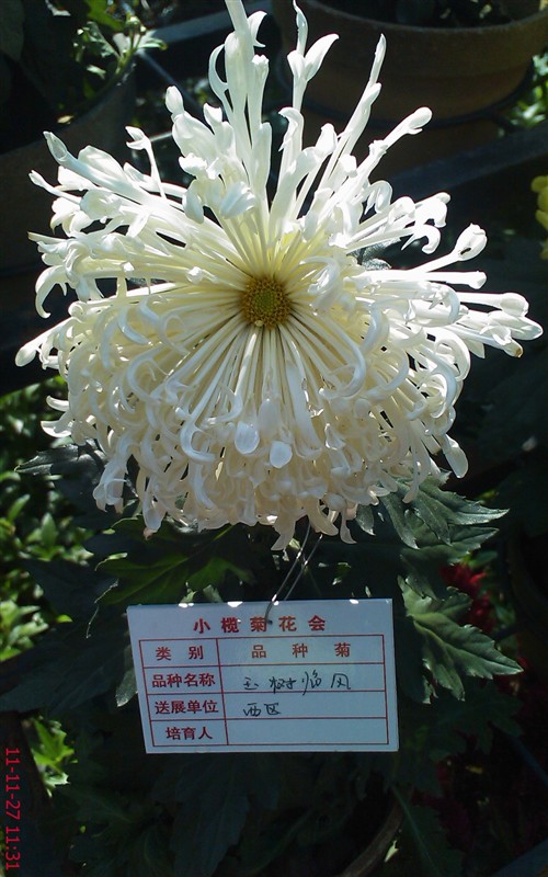 菊花291 / 作者:缯矝擁銪 / 帖子ID:5320