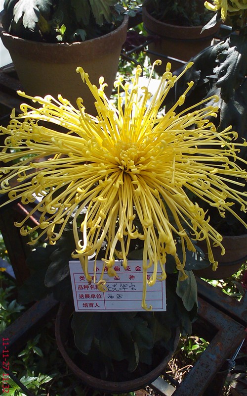 菊花780 / 作者:缯矝擁銪 / 帖子ID:5320