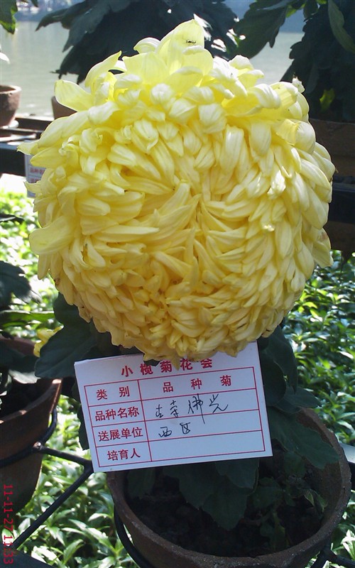 菊花806 / 作者:缯矝擁銪 / 帖子ID:5320