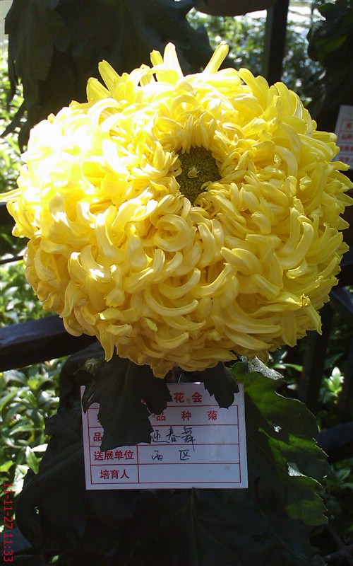 菊花324 / 作者:缯矝擁銪 / 帖子ID:5320