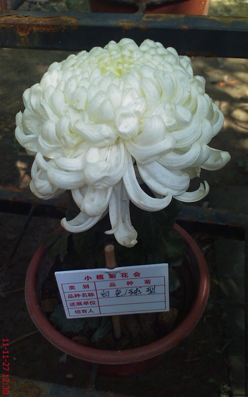 菊花245 / 作者:缯矝擁銪 / 帖子ID:5320