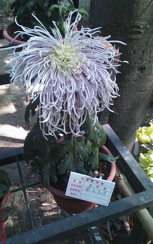 菊花864 / 作者:缯矝擁銪 / 帖子ID:5320