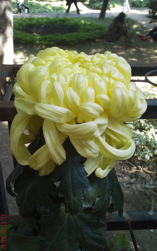 菊花421 / 作者:缯矝擁銪 / 帖子ID:5320