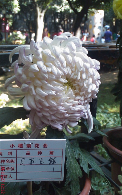 菊花447 / 作者:缯矝擁銪 / 帖子ID:5320