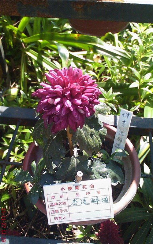 菊花30 / 作者:缯矝擁銪 / 帖子ID:5320