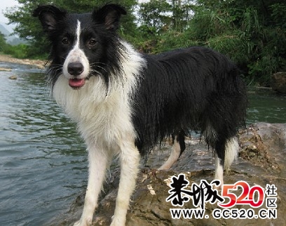 边牧宝宝来报道了795 / 作者:边牧西西 / 帖子ID:5687