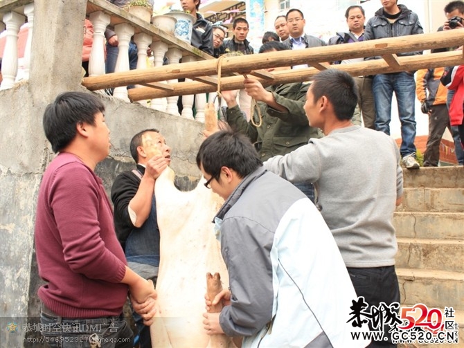 昨天年猪喜乐会图片汇集帖 各路英雄豪杰汇集393 / 作者:星想事成 / 帖子ID:6409