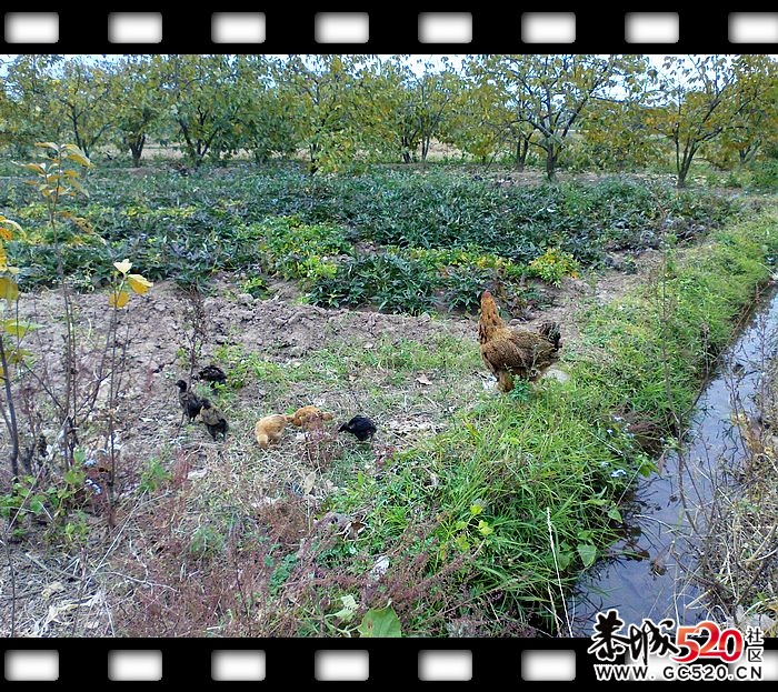 探索发现恭城又一大草原！~~251 / 作者:探索者越野车队 / 帖子ID:6529
