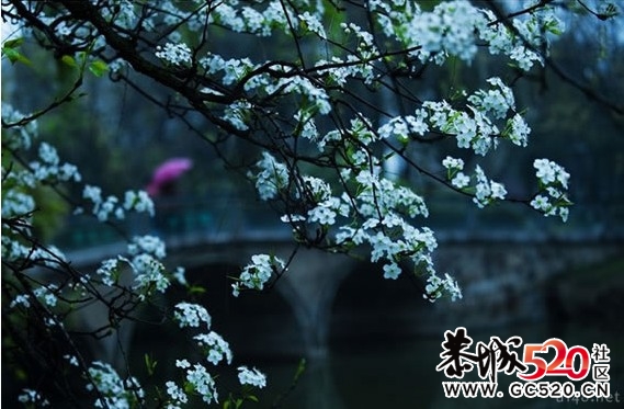 等一朵花开294 / 作者:华灯初上 / 帖子ID:6897