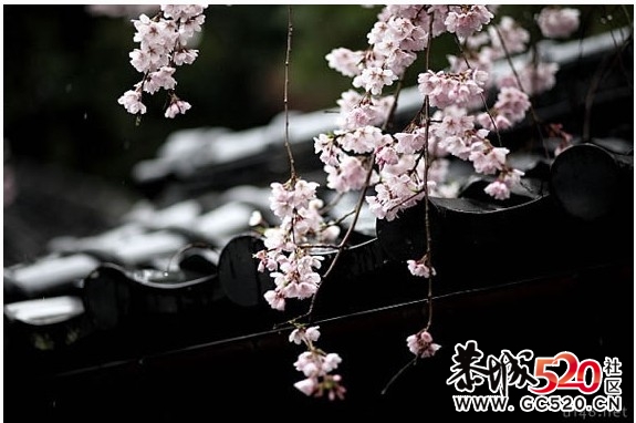 等一朵花开398 / 作者:华灯初上 / 帖子ID:6897