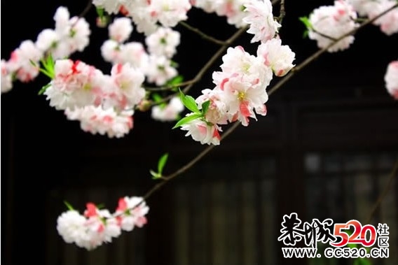 等一朵花开787 / 作者:华灯初上 / 帖子ID:6897