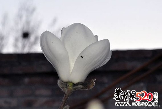 等一朵花开32 / 作者:华灯初上 / 帖子ID:6897