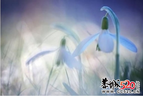 等一朵花开363 / 作者:华灯初上 / 帖子ID:6897