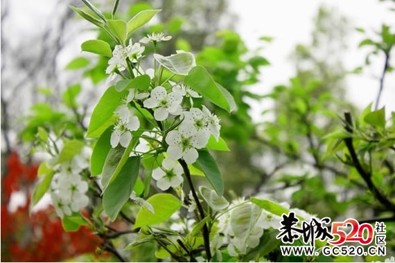 等一朵花开482 / 作者:华灯初上 / 帖子ID:6897