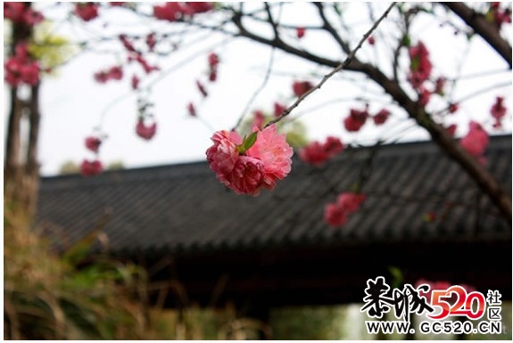 等一朵花开786 / 作者:华灯初上 / 帖子ID:6897