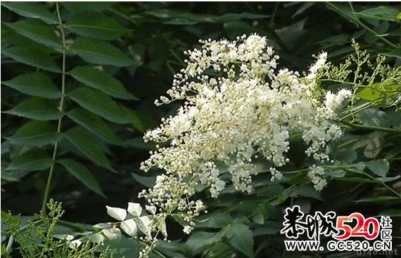 等一朵花开232 / 作者:华灯初上 / 帖子ID:6897