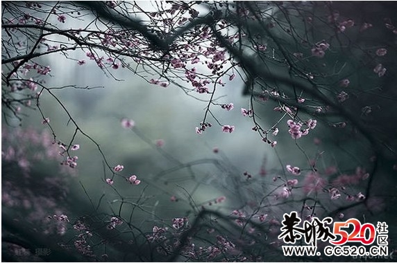 等一朵花开619 / 作者:华灯初上 / 帖子ID:6897