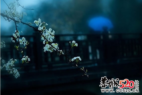 等一朵花开737 / 作者:华灯初上 / 帖子ID:6897