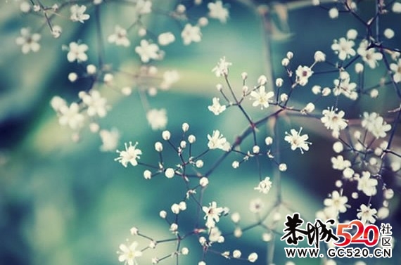 等一朵花开904 / 作者:华灯初上 / 帖子ID:6897