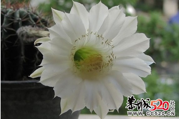 等一朵花开926 / 作者:华灯初上 / 帖子ID:6897