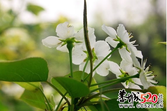 等一朵花开204 / 作者:华灯初上 / 帖子ID:6897
