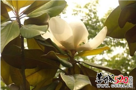 等一朵花开684 / 作者:华灯初上 / 帖子ID:6897