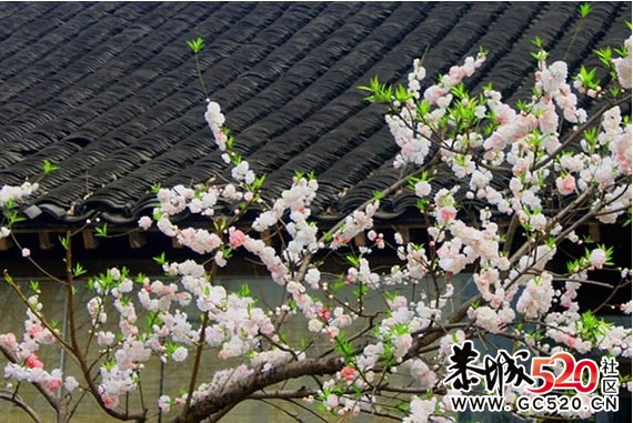 等一朵花开48 / 作者:华灯初上 / 帖子ID:6897