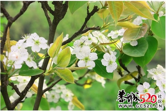 等一朵花开680 / 作者:华灯初上 / 帖子ID:6897