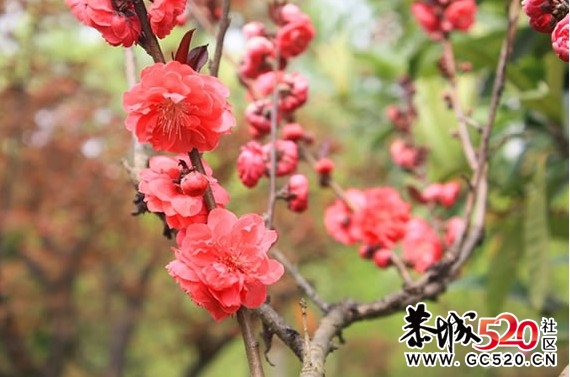 等一朵花开348 / 作者:华灯初上 / 帖子ID:6897