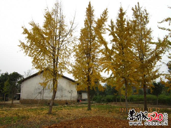 桂林竹江沙洲===烧烤—I—越野605 / 作者:梦想在续↗ / 帖子ID:6916