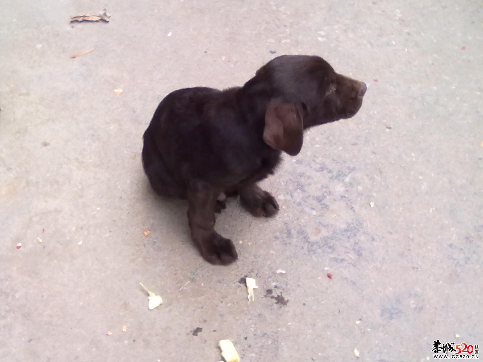 哪个晓得治犬瘟啊？？？？254 / 作者:237272866 / 帖子ID:7088