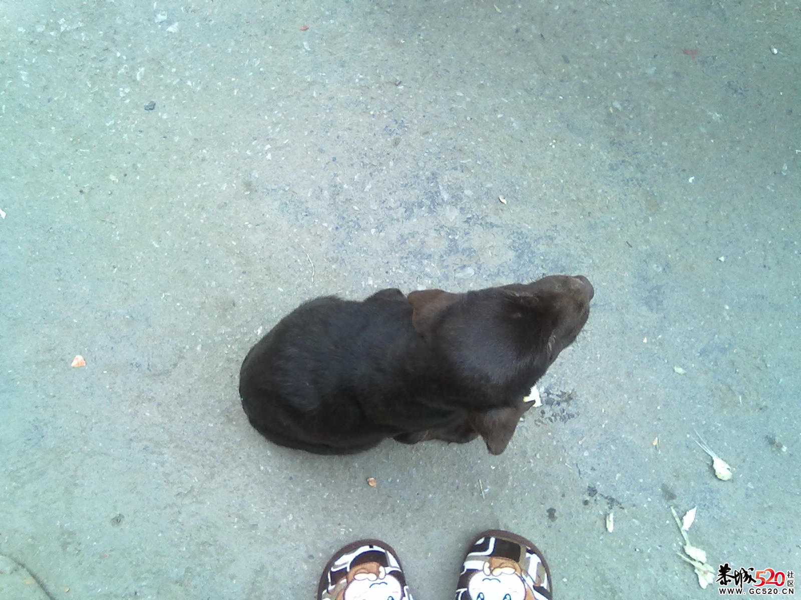 哪个晓得治犬瘟啊？？？？81 / 作者:237272866 / 帖子ID:7088