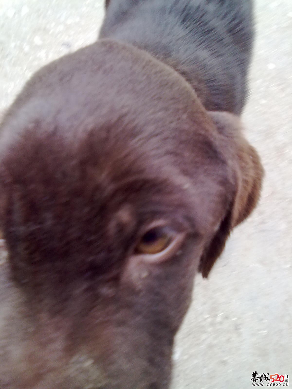 哪个晓得治犬瘟啊？？？？757 / 作者:237272866 / 帖子ID:7088