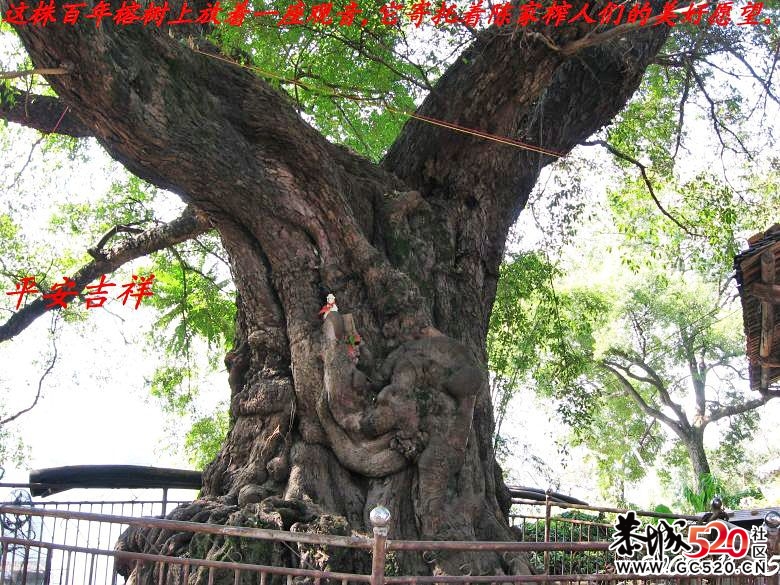 两年前骑单车跑得最远的一次844 / 作者:平安大叔 / 帖子ID:7208