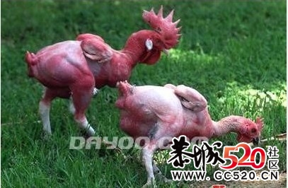 每天一斤奶，不敢说强壮中国人啦660 / 作者:四渡赤水 / 帖子ID:7180